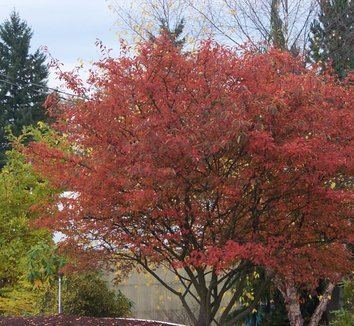 Amelanchier × grandiflora Amelanchier x grandiflora 39Autumn Brilliance39 Autumn Brilliance