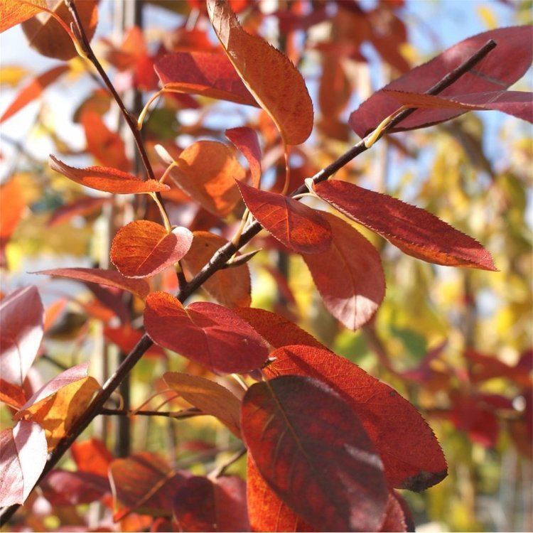 Amelanchier × grandiflora httpswwwornamentaltreescoukimagesproducts