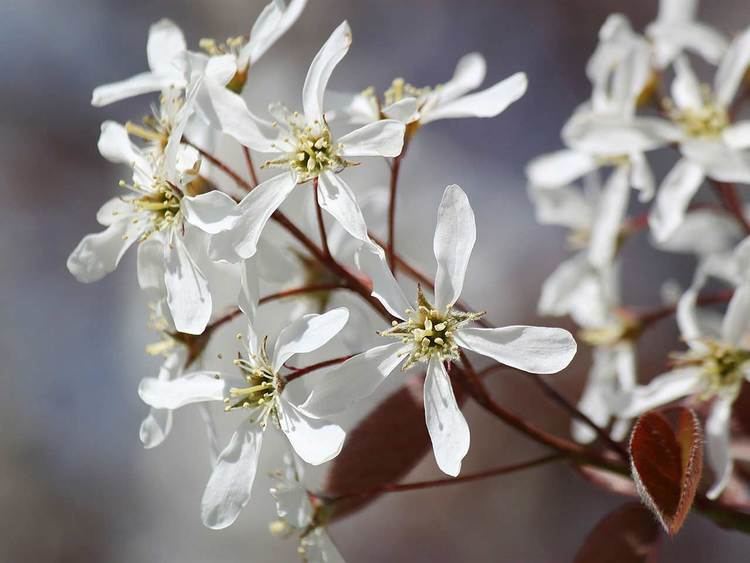 Amelanchier How to grow an amelanchier Saga