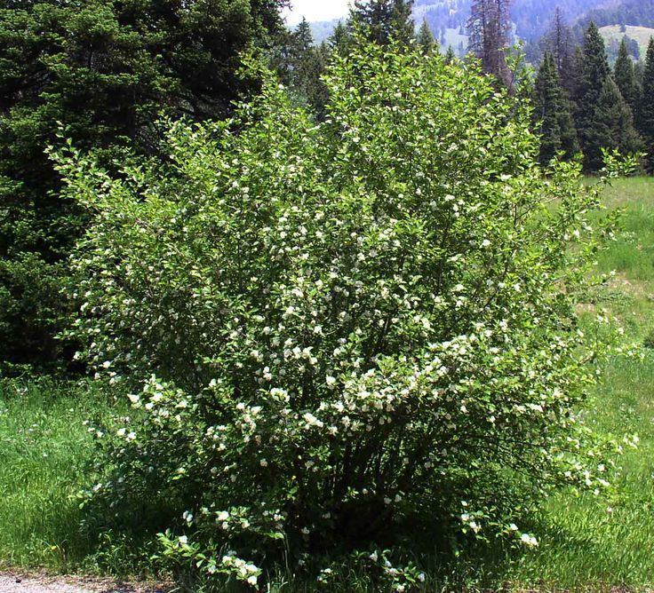 Amelanchier alnifolia 1000 ideas about Amelanchier Alnifolia on Pinterest Native plants