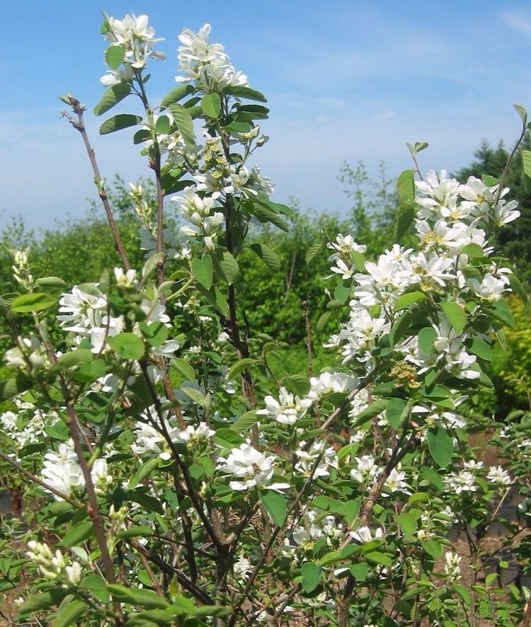 Amelanchier alnifolia wwwnwplantscomimagescommonsAmelanchieralnifo