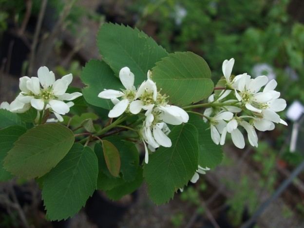 Amelanchier alnifolia Saskatoon Serviceberry Amelanchier alnifolia Native Plants PNW