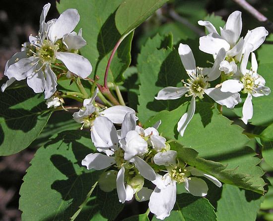 Amelanchier alnifolia Southwest Colorado Wildflowers Amelanchier alnifolia