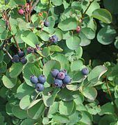 Amelanchier alnifolia Amelanchier alnifolia Wikipedia