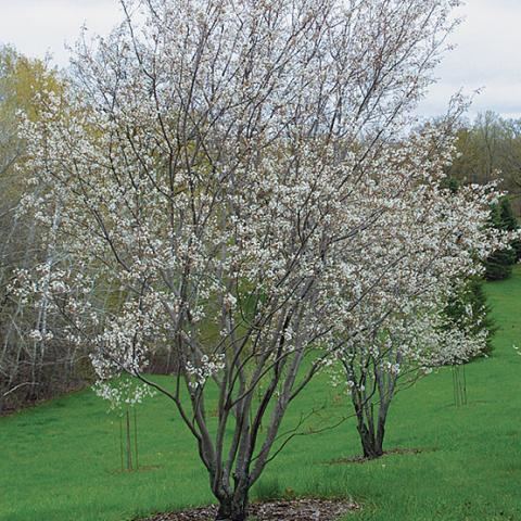 Amelanchier wwwfinegardeningcomsitesfinegardeningcomfile