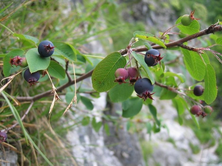 Amelanchier ovalis Amelanchier Ovalis Serviceberry Permaculture Eden