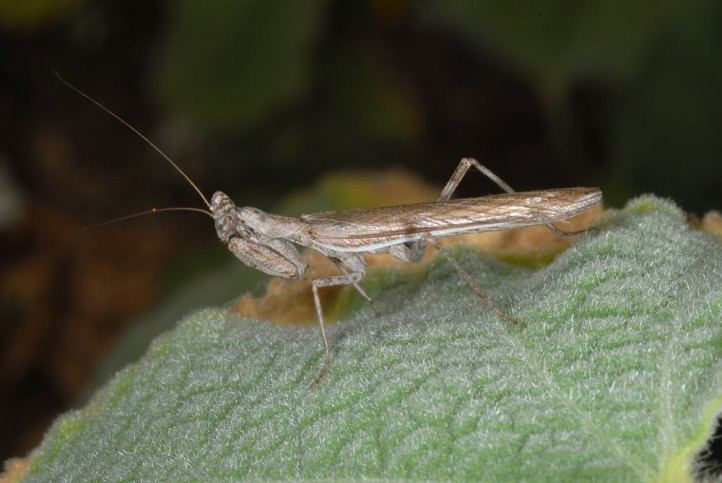 Ameles spallanzania European locusts and their ecology Ameles spallanzania