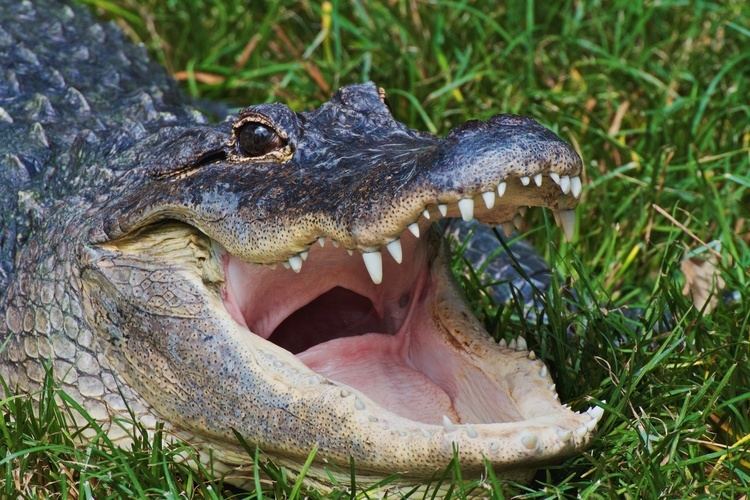 American alligator The Creature Feature 10 Fun Facts About the American Alligator WIRED