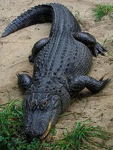 American alligator httpsuploadwikimediaorgwikipediacommonsthu