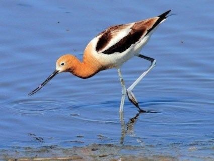 American avocet American Avocet Identification All About Birds Cornell Lab of