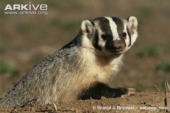 American badger American badger videos photos and facts Taxidea taxus ARKive