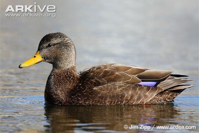 American black duck American black duck videos photos and facts Anas rubripes ARKive