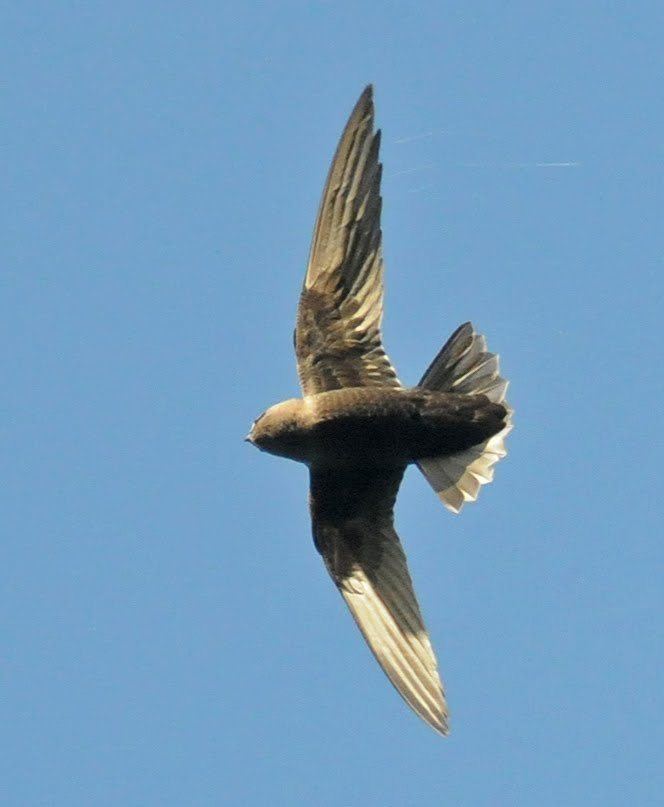 American black swift Northwest Nature Notes BLACK SWIFT BIRD OF MYSTERY