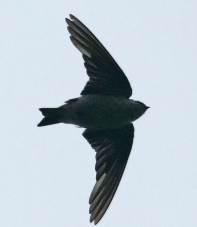 American black swift Black Swift at birding birds birdopedia