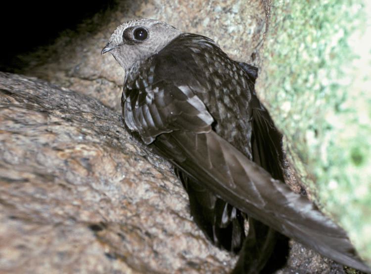 American black swift Black Swift Audubon Field Guide
