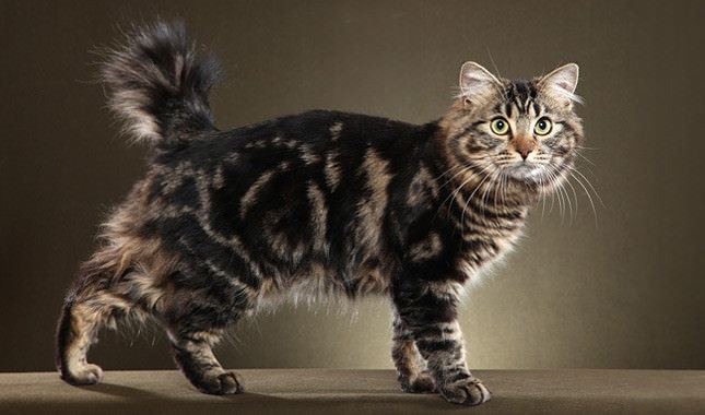 American Bobtail 5 Things You Didn39t Know About The American Bobtail iHeartCatscom