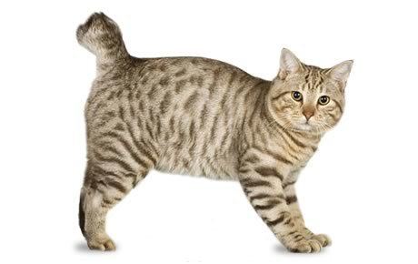 American Bobtail American Bobtail Cat Breed Information Pictures Characteristics