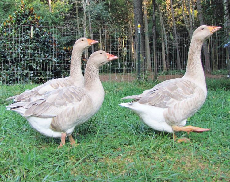 American Buff goose Raising American Buff Geese for Christmas Dinner