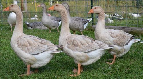 American Buff Goose - The Livestock Conservancy