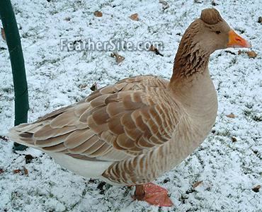 American Buff goose American Buff Geese