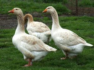 American Buff goose The Livestock Conservancy