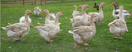 American Buff goose About American Geese Moose Manor Farms