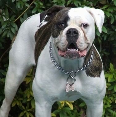 American Bulldog American Bulldog Dog Breed Information and Pictures