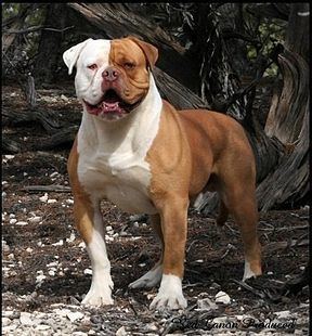 American Bulldog httpsuploadwikimediaorgwikipediacommonsthu