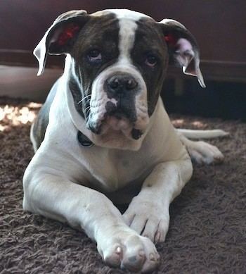 American Bulldog American Bulldog Dog Breed Information and Pictures