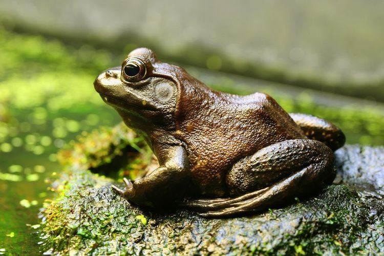 American bullfrog American Bullfrogs American Bullfrog Pictures American Bullfrog