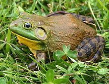 American bullfrog httpsuploadwikimediaorgwikipediacommonsthu