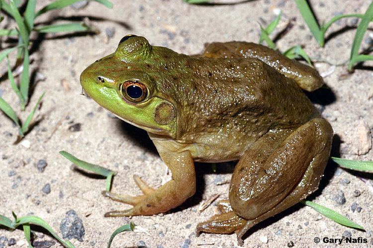 American bullfrog American Bullfrog Lithobates catesbeianus