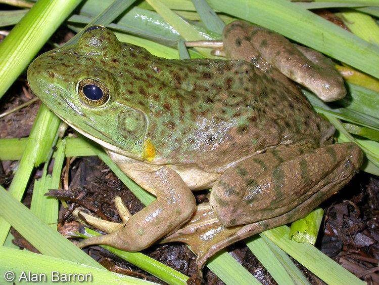 American bullfrog American Bullfrog Lithobates catesbeianus