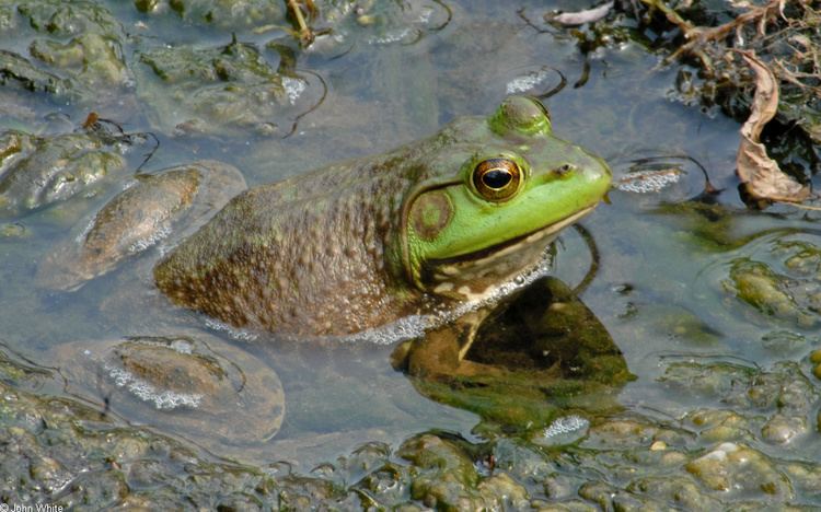 American bullfrog American Bullfrog