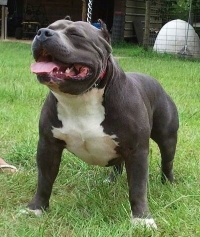 merle staffordshire bull terrier