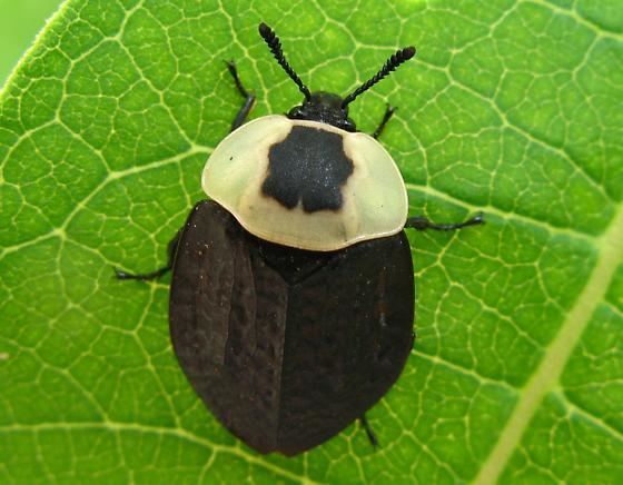 American carrion beetle American carrion beetle Necrophila americana BugGuideNet