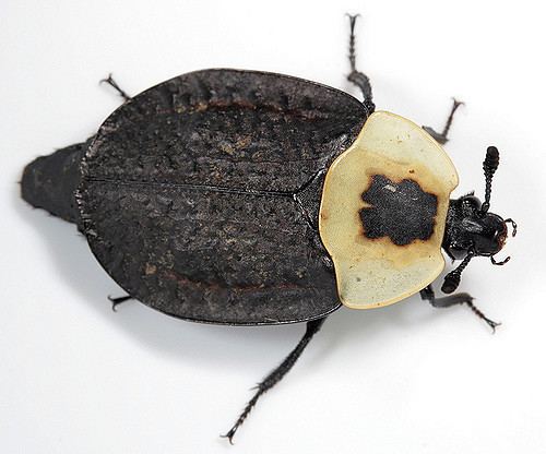 American carrion beetle American Carrion Beetlefemale American Carrion Beetle N Flickr