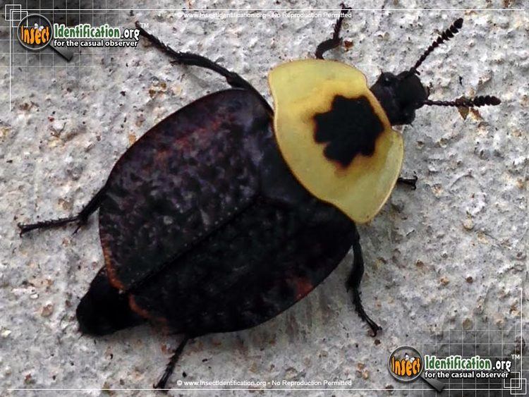 American carrion beetle American Carrion Beetle Bug Scientific Name Characteristics