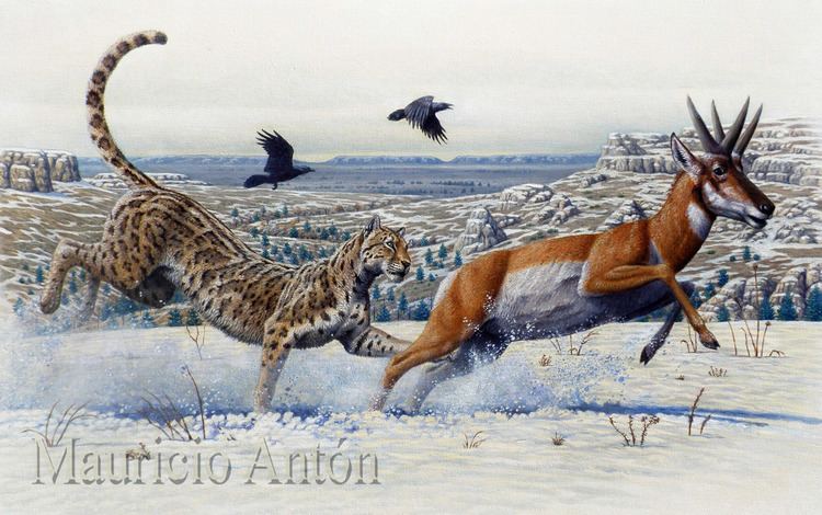 American cheetah VANISHED WITH THE SABERTOOTHS THE AMERICAN CHEETAHS chasing