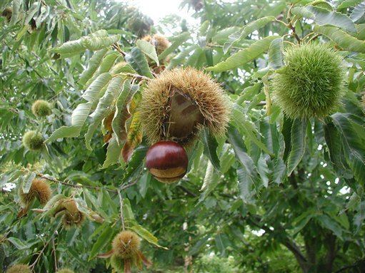 American chestnut In The Maine Woods A Towering Giant Could Help Save Chestnuts The