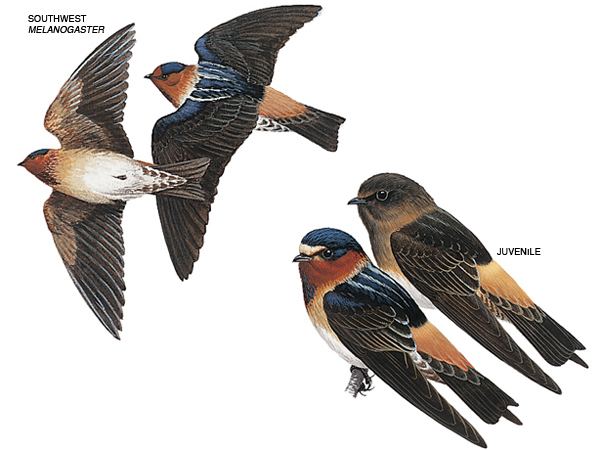 American cliff swallow Cliff Swallows Cliff Swallow Pictures Cliff Swallow Facts