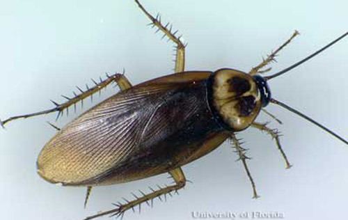 American cockroach American cockroach Periplaneta americana Linnaeus