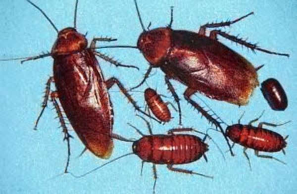 American cockroach American Cockroach Information How to Get Rid of American Roaches