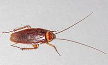 American cockroach httpsuploadwikimediaorgwikipediacommonsthu