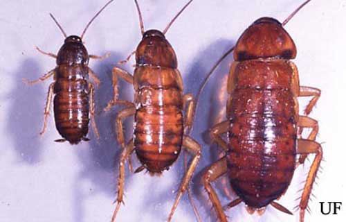 American cockroach American cockroach Periplaneta americana Linnaeus