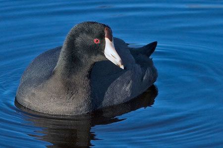 American coot American Coot Facts NatureMapping