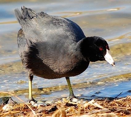 American coot American Coot Identification All About Birds Cornell Lab of