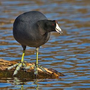 American coot American Coot Facts NatureMapping