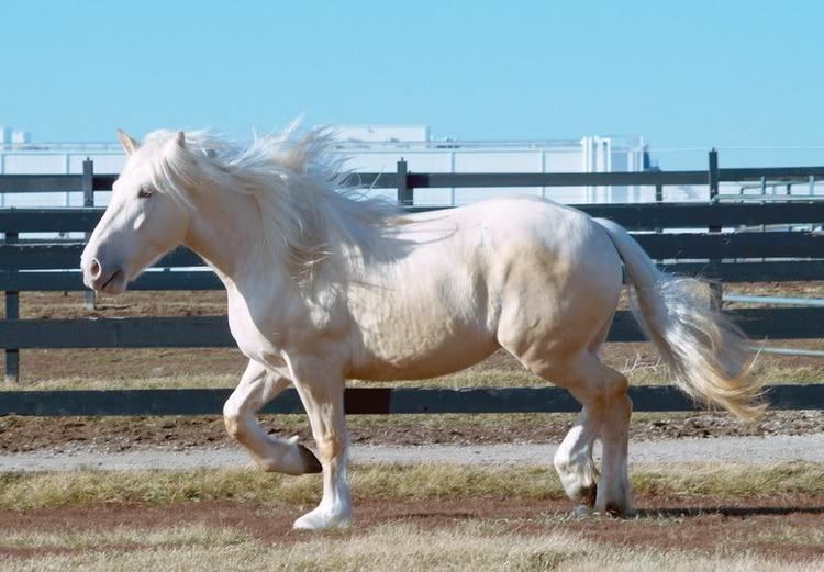 American Cream Draft 1000 images about American Cream Draft Horses on Pinterest Rare