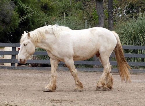 American Cream Draft American Cream Draft Horse